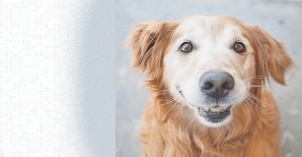 A golden retriever with a funny face welcomes you to Golden Retriever Rescue Resource, a non-profit golden retriever rescue serving Ohio, Michigan and Indiana.